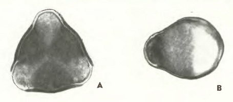 Ирга обыкновенная (Amelanchier vulgaris Mch.) - пыльцевые зерна Ирга обыкновенная (Amelanchier vulgaris Mch.) - пыльцевые зерна